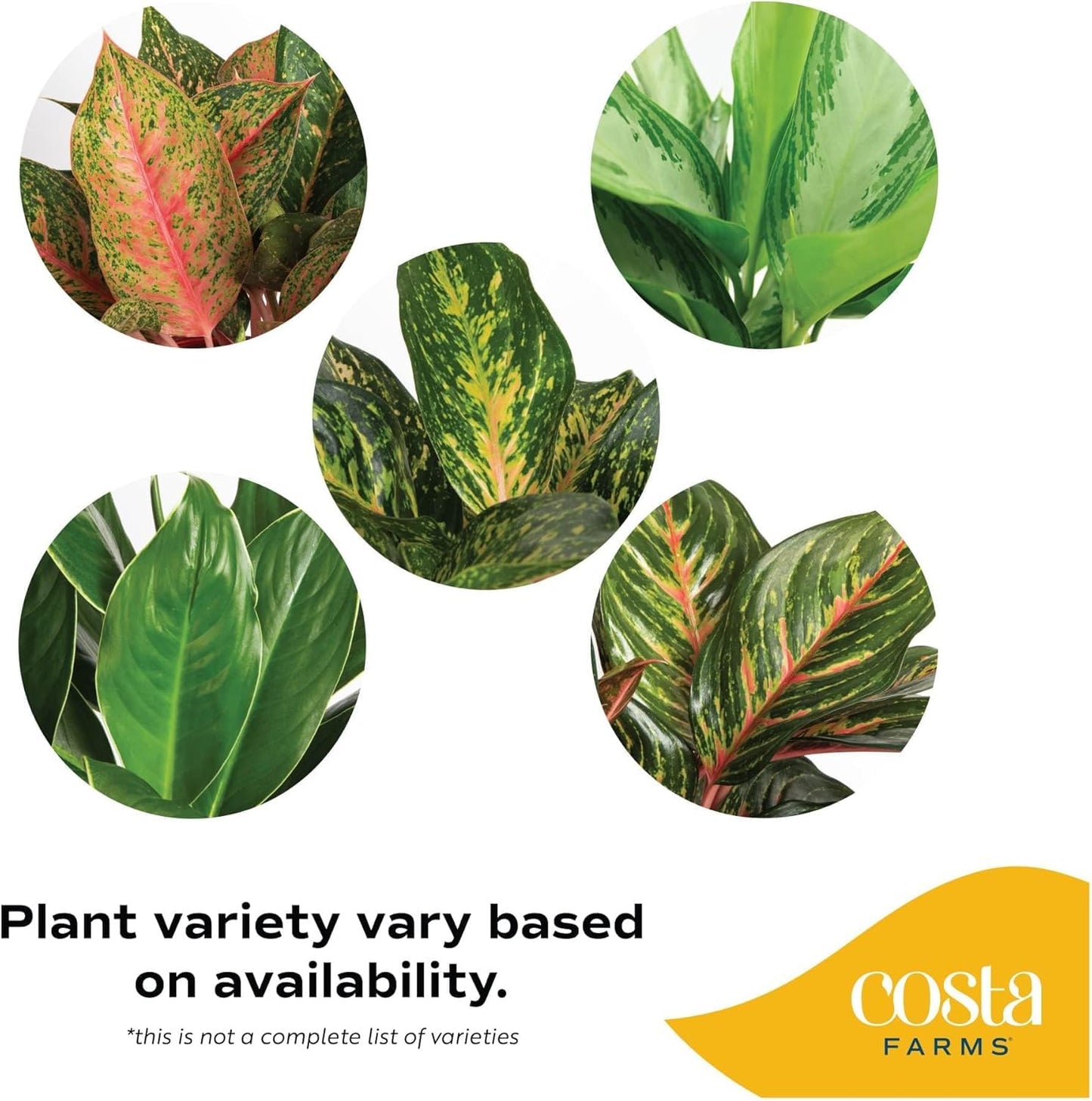 Costa Farms Chinese Evergreen Live Plant in Decorative Pot, Easy to Maintain, Air Purifying Indoor Houseplant, Home, Room, or Office Decor, House Warming or Birthday Gift, 12-18 Inches Tall