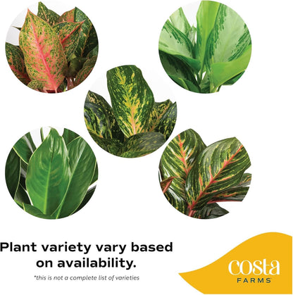 Costa Farms Chinese Evergreen Live Plant in Decorative Pot, Easy to Maintain, Air Purifying Indoor Houseplant, Home, Room, or Office Decor, House Warming or Birthday Gift, 12-18 Inches Tall