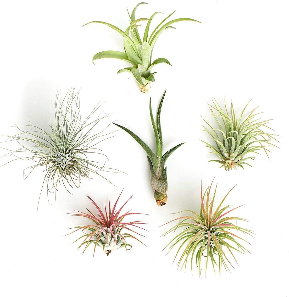 Shop Succulents | Assorted Collection of Tropical Tillandsia Air Plant Kit, Hand Selected Variety Pack | Collection of 12