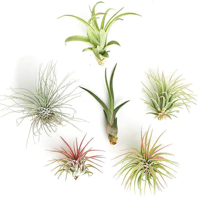 Shop Succulents | Assorted Collection of Tropical Tillandsia Air Plant Kit, Hand Selected Variety Pack | Collection of 12