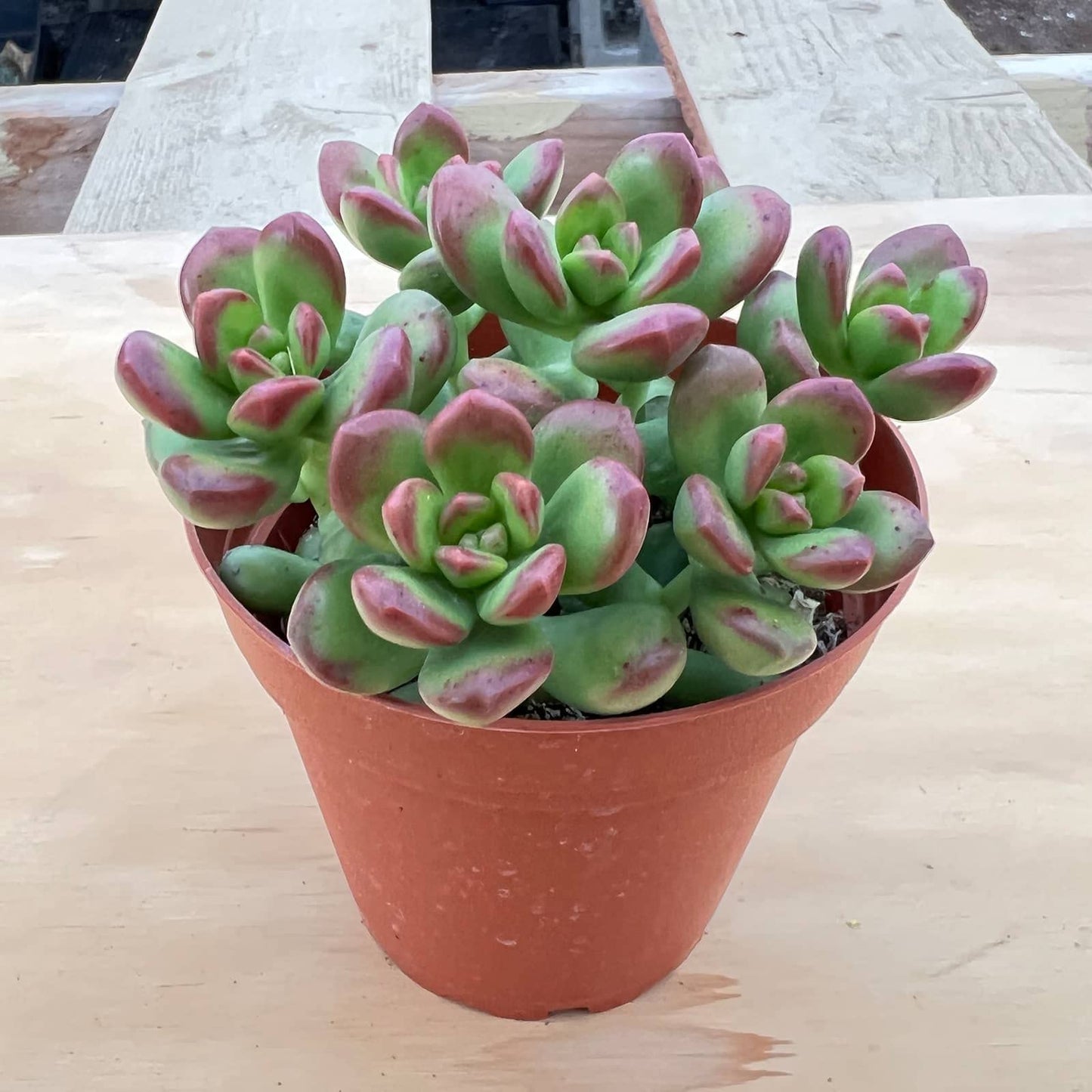 Othonna Capensis Ruby Necklace Live Succulent Plant (4-inch), Fully Rooted Trailing Houseplant for Hanging Baskets, Low Maintenance Home & Office Decor, Ideal Gift for Plant Lovers