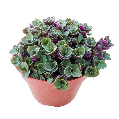 Othonna Capensis Ruby Necklace Live Succulent Plant (4-inch), Fully Rooted Trailing Houseplant for Hanging Baskets, Low Maintenance Home & Office Decor, Ideal Gift for Plant Lovers
