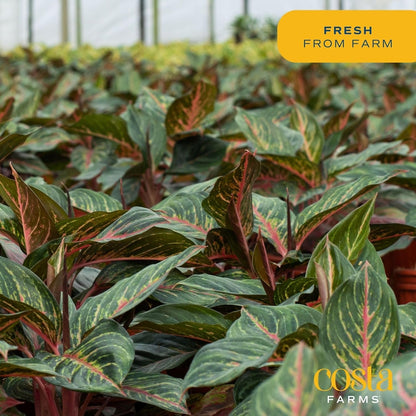 Costa Farms Chinese Evergreen Live Plant in Decorative Pot, Easy to Maintain, Air Purifying Indoor Houseplant, Home, Room, or Office Decor, House Warming or Birthday Gift, 12-18 Inches Tall