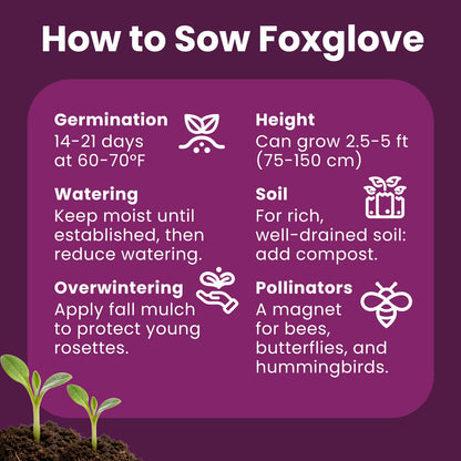 Foxglove Seeds Perennial – Mixed Colors, 200,000+ Seeds Bulk Pack for Easy-to-Grow Home Gardening, Tall Spire Blooms for Garden Borders, Attract Hummingbirds & Bees