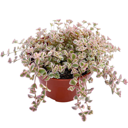 Sprout N Green 4'' Sedum lucidum Obesum, Live Succulent Fully Rooted in Pots with Soil Mix, Rare House Plant for Home Office Indoor Outdoor Wedding Decor, DIY Projects, Party Favor