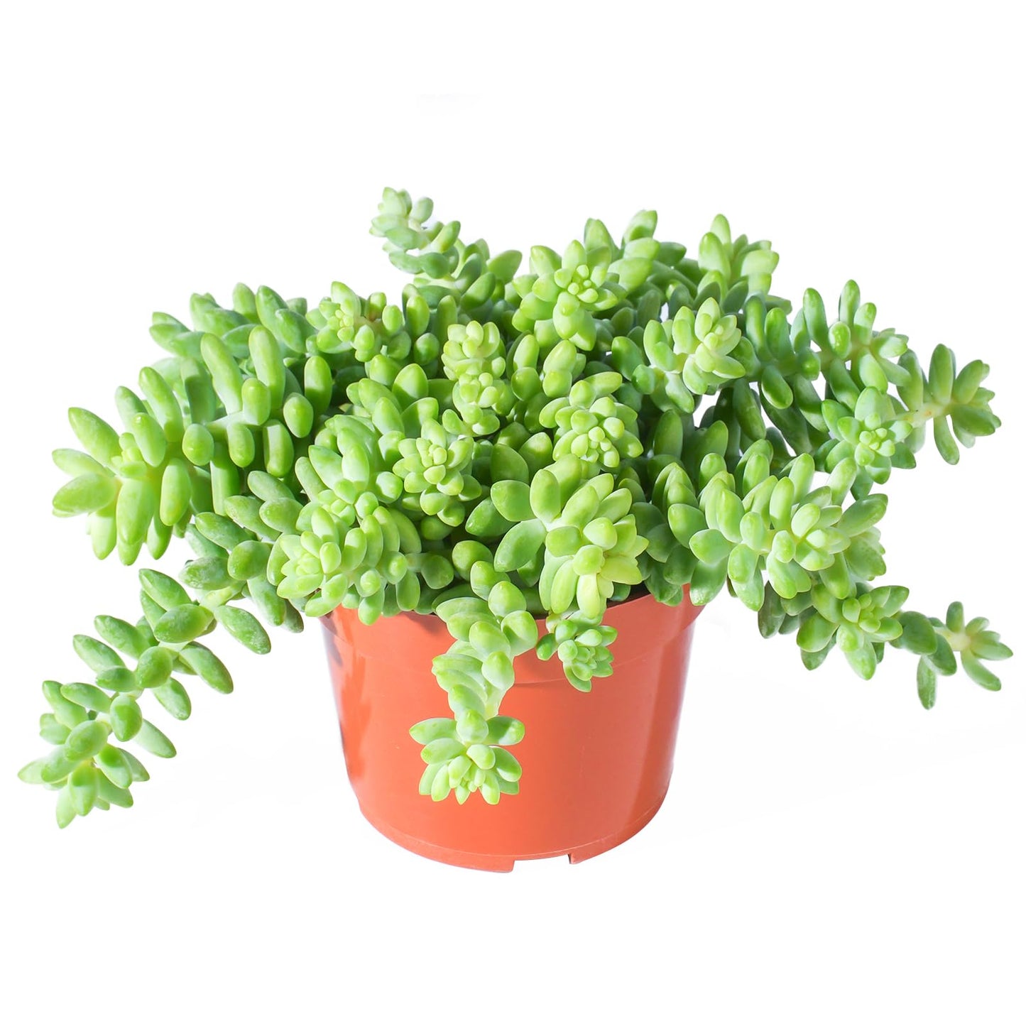 Sprout N Green 4'' Sedum lucidum Obesum, Live Succulent Fully Rooted in Pots with Soil Mix, Rare House Plant for Home Office Indoor Outdoor Wedding Decor, DIY Projects, Party Favor