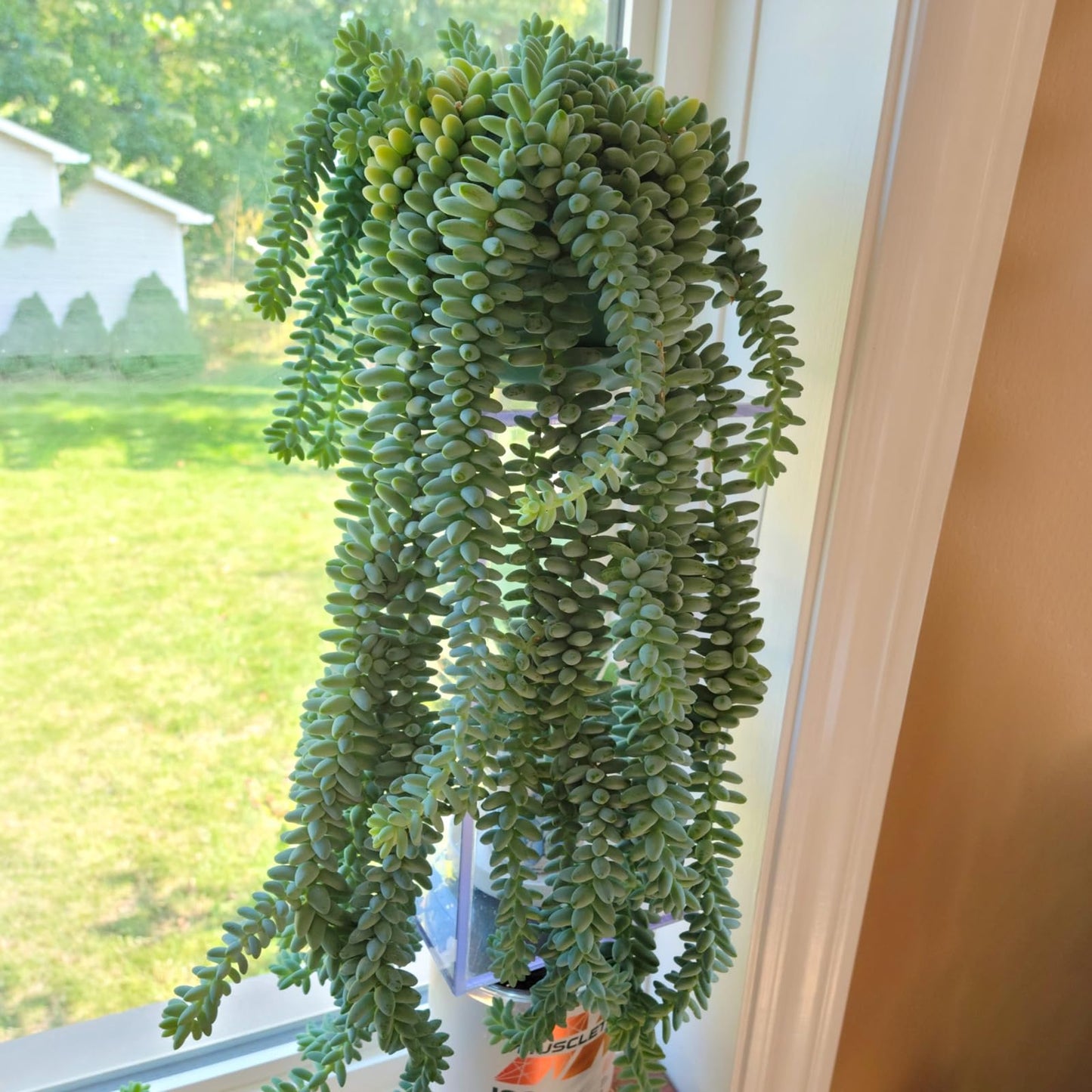 Sprout N Green 4'' Sedum lucidum Obesum, Live Succulent Fully Rooted in Pots with Soil Mix, Rare House Plant for Home Office Indoor Outdoor Wedding Decor, DIY Projects, Party Favor