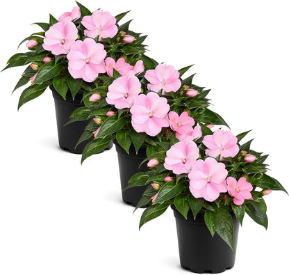 Live Flowering New Guinea Impatiens - Grower's Choice Assorted Colors (3 Plants Per Pack) - Beautiful Shade Flowers - 12" Tall by 5" Wide in 1 Qt Pot