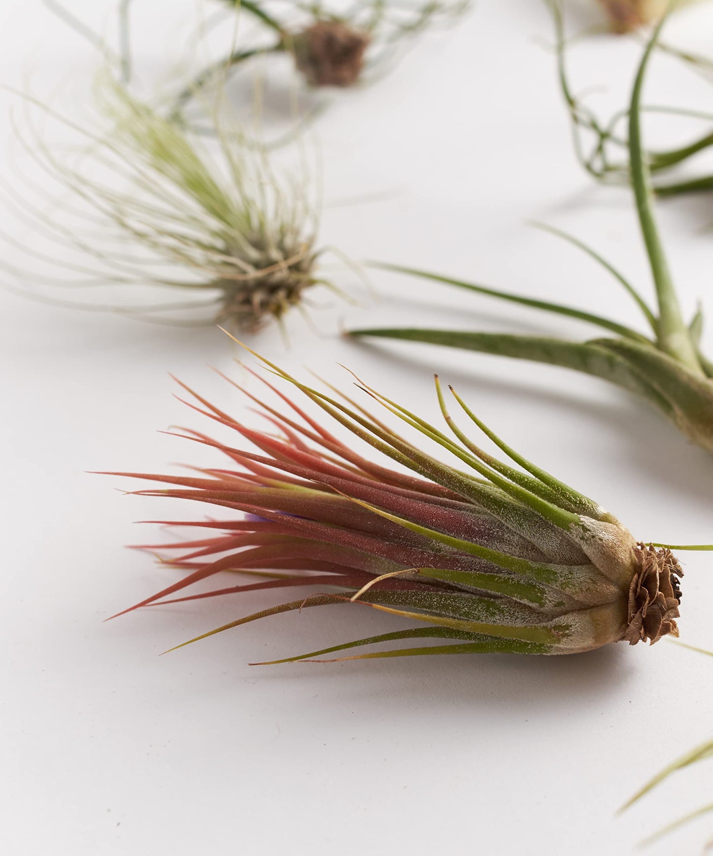 Shop Succulents | Assorted Collection of Tropical Tillandsia Air Plant Kit, Hand Selected Variety Pack | Collection of 12