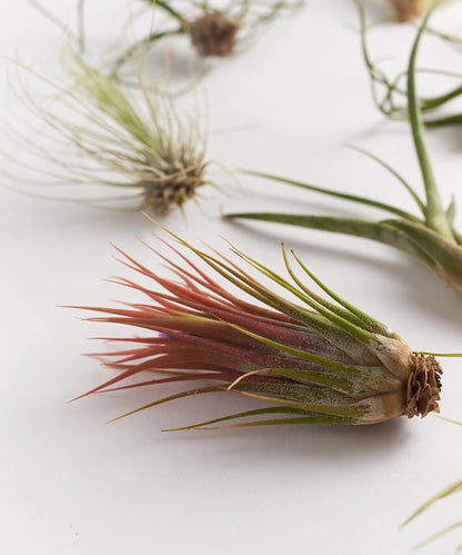 Shop Succulents | Assorted Collection of Tropical Tillandsia Air Plant Kit, Hand Selected Variety Pack | Collection of 12