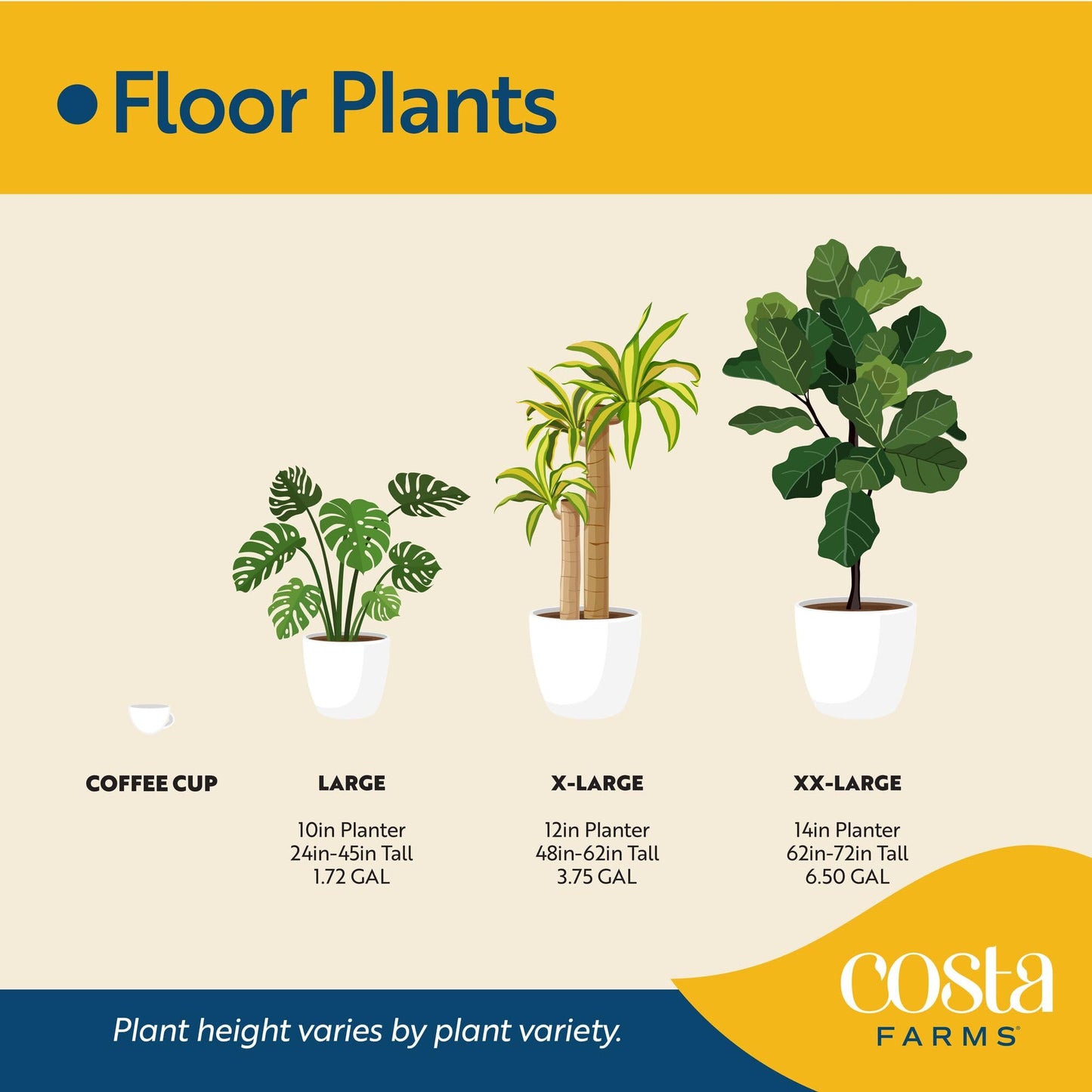 Costa Farms Chinese Evergreen Live Plant in Decorative Pot, Easy to Maintain, Air Purifying Indoor Houseplant, Home, Room, or Office Decor, House Warming or Birthday Gift, 12-18 Inches Tall