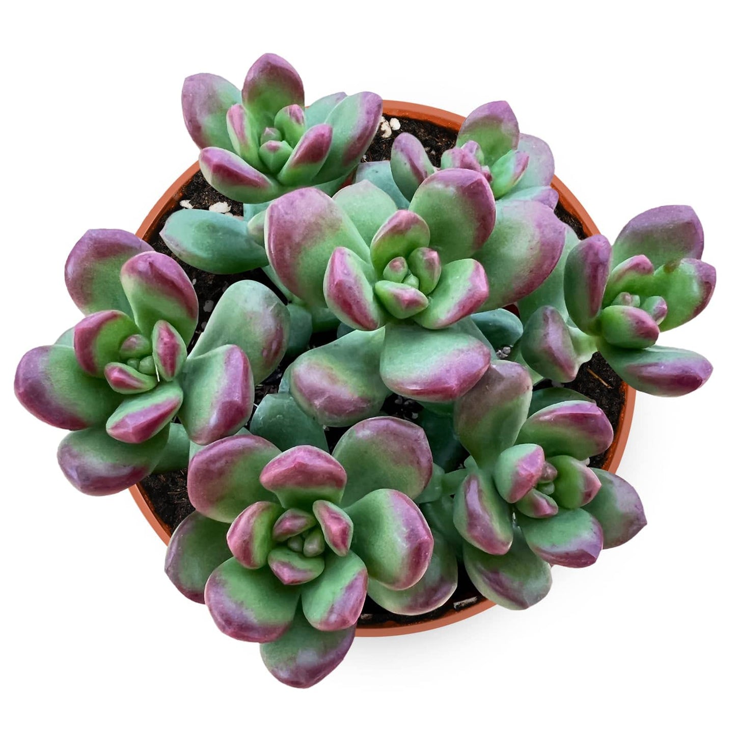 Othonna Capensis Ruby Necklace Live Succulent Plant (4-inch), Fully Rooted Trailing Houseplant for Hanging Baskets, Low Maintenance Home & Office Decor, Ideal Gift for Plant Lovers