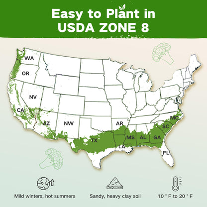 Lush&Dew Year-Round USDA Zone 9 Seed Bank, Gardening Gifts for Women Men, 32 Varieties Non-GMO Heirloom Seeds of Vegetables Herbs Fruits, Gift for Mom Dad, Survival Seed Kit for Raised Garden Beds