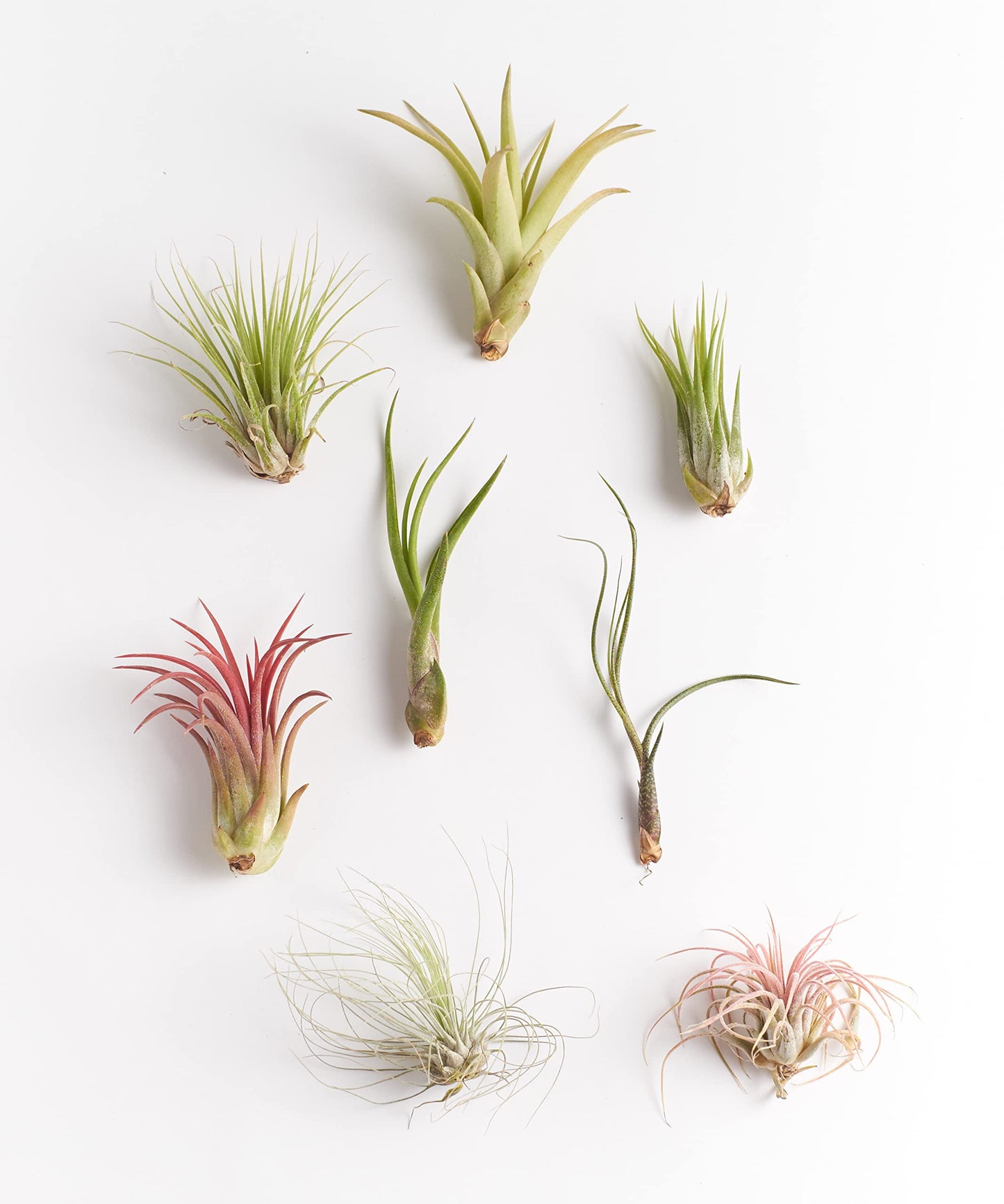 Shop Succulents | Assorted Collection of Tropical Tillandsia Air Plant Kit, Hand Selected Variety Pack | Collection of 12