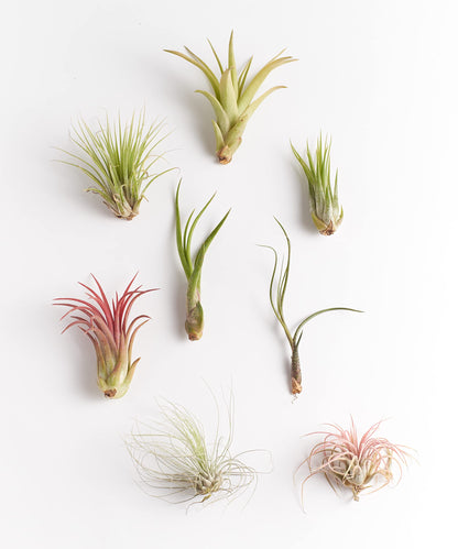 Shop Succulents | Assorted Collection of Tropical Tillandsia Air Plant Kit, Hand Selected Variety Pack | Collection of 12