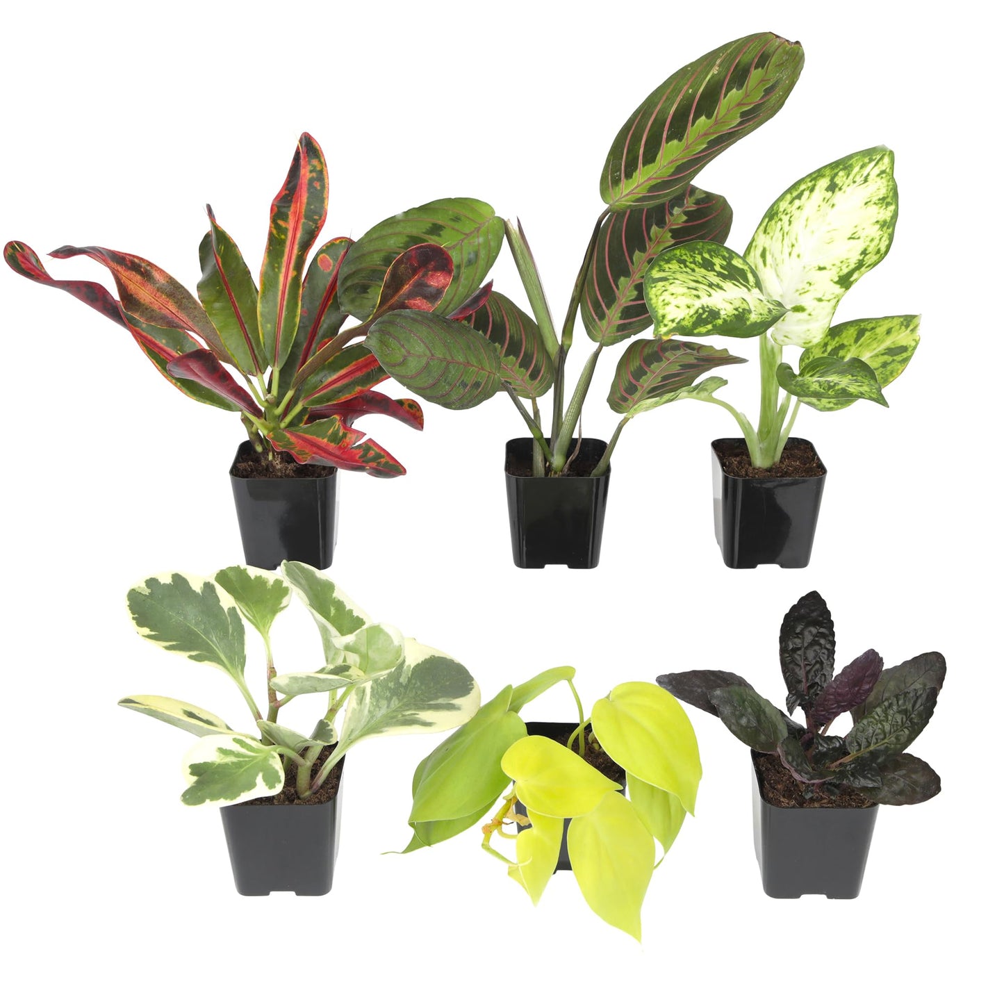 Easy to Grow Houseplants (12 Pack) Live House Plants in Plant Containers, Growers Choice Plant Set in Planters with Potting Soil Mix, Home Décor Planting Kit or Outdoor Garden Gifts by Plants for Pets