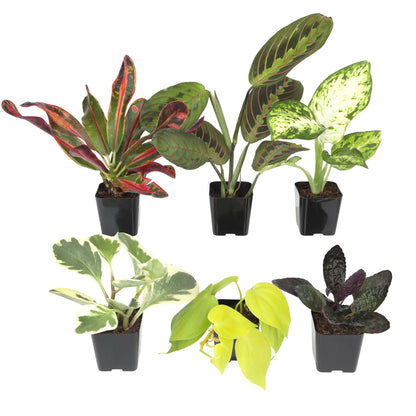 Easy to Grow Houseplants (12 Pack) Live House Plants in Plant Containers, Growers Choice Plant Set in Planters with Potting Soil Mix, Home Décor Planting Kit or Outdoor Garden Gifts by Plants for Pets