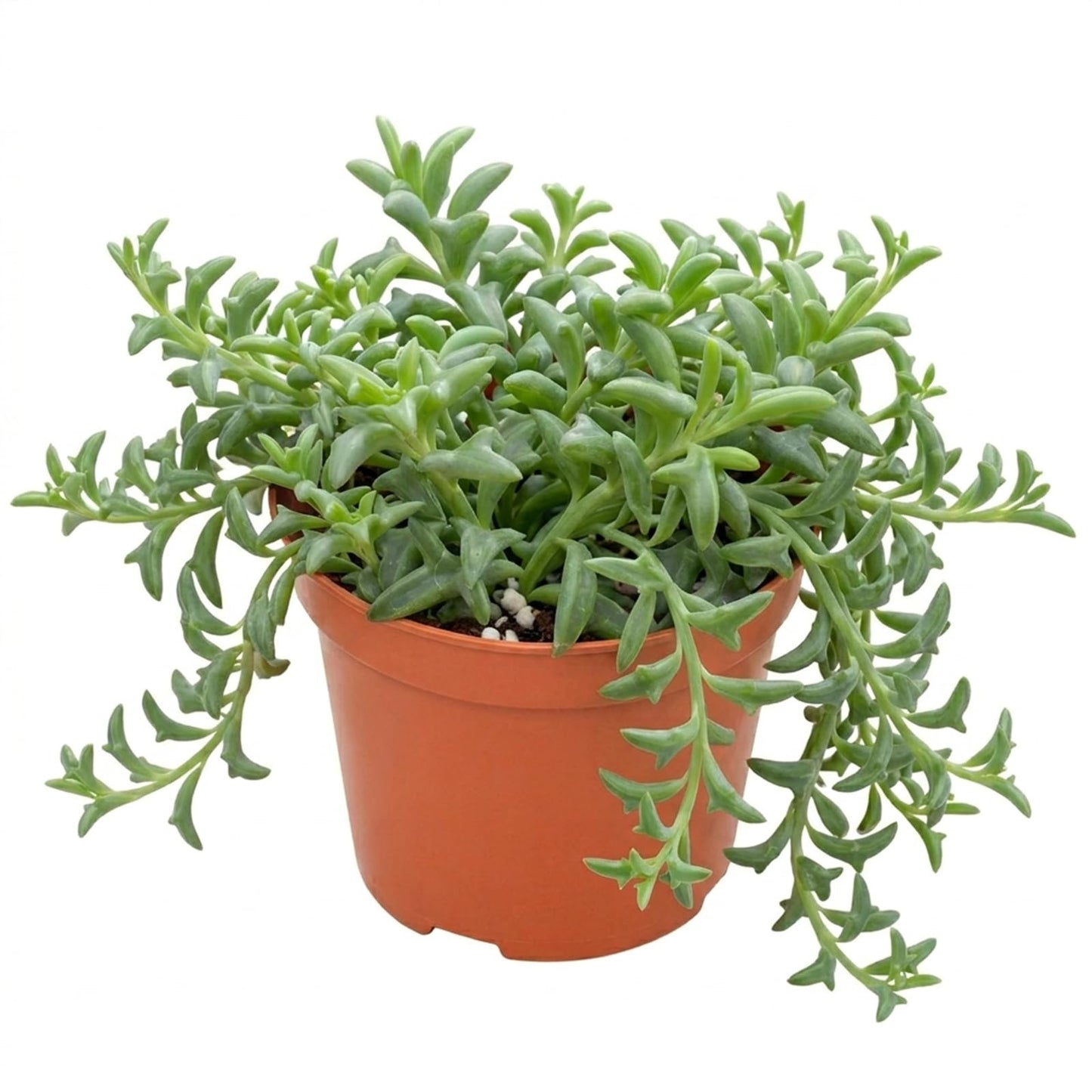 Othonna Capensis Ruby Necklace Live Succulent Plant (4-inch), Fully Rooted Trailing Houseplant for Hanging Baskets, Low Maintenance Home & Office Decor, Ideal Gift for Plant Lovers