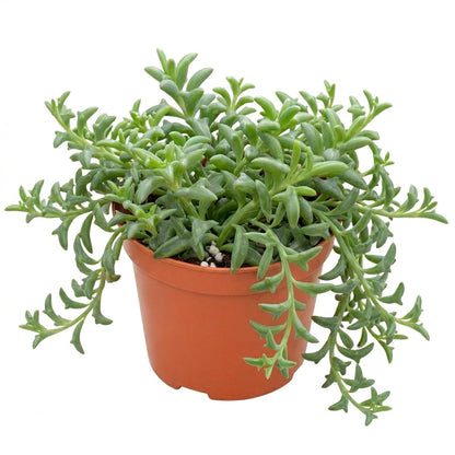 Othonna Capensis Ruby Necklace Live Succulent Plant (4-inch), Fully Rooted Trailing Houseplant for Hanging Baskets, Low Maintenance Home & Office Decor, Ideal Gift for Plant Lovers