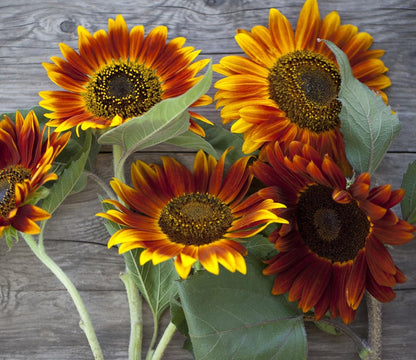 Red Sunflower Seeds for Planting - 50 Heirloom Non GMO Velvet Queen Flower Seeds Plant & Grow Home Outdoor Annual Garden - 1 Packet