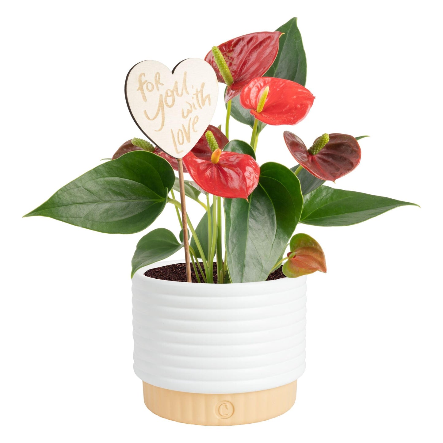 Costa Farms Live Anthurium Indoor Houseplant, Flamingo Flower with Heart-Shaped Red Blooms, 10-14 Inches Tall in Decorative Pot, Natural Air Purifier for Home or Office Decor, Gift for Her