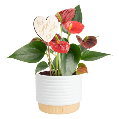 Costa Farms Live Anthurium Indoor Houseplant, Flamingo Flower with Heart-Shaped Red Blooms, 10-14 Inches Tall in Decorative Pot, Natural Air Purifier for Home or Office Decor, Gift for Her