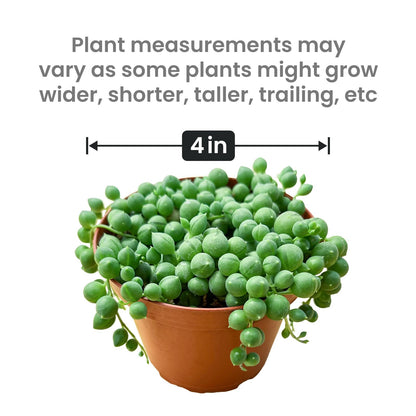 Othonna Capensis Ruby Necklace Live Succulent Plant (4-inch), Fully Rooted Trailing Houseplant for Hanging Baskets, Low Maintenance Home & Office Decor, Ideal Gift for Plant Lovers