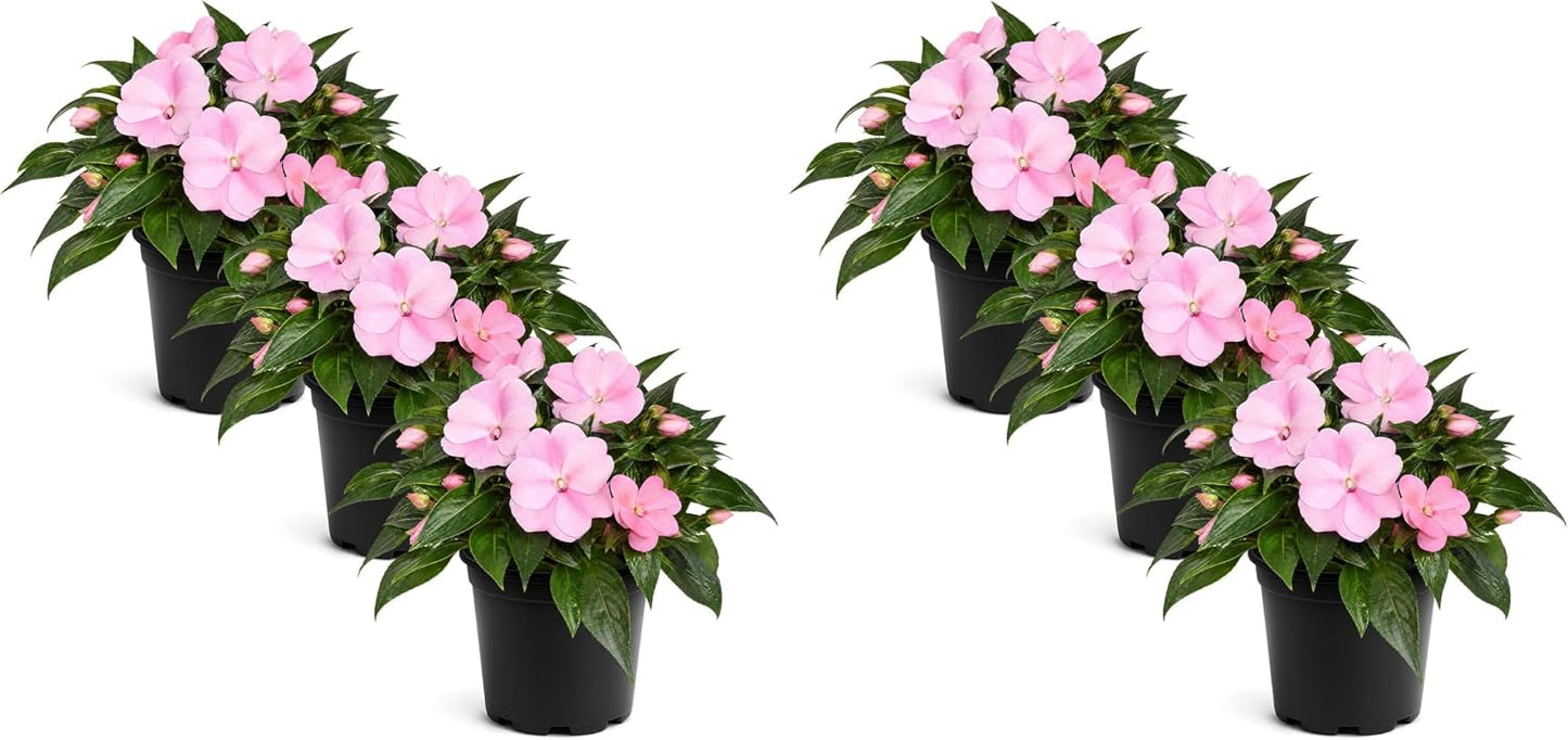 Live Flowering New Guinea Impatiens - Grower's Choice Assorted Colors (3 Plants Per Pack) - Beautiful Shade Flowers - 12" Tall by 5" Wide in 1 Qt Pot