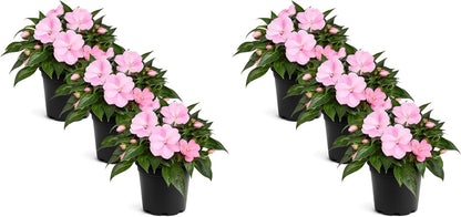 Live Flowering New Guinea Impatiens - Grower's Choice Assorted Colors (3 Plants Per Pack) - Beautiful Shade Flowers - 12" Tall by 5" Wide in 1 Qt Pot