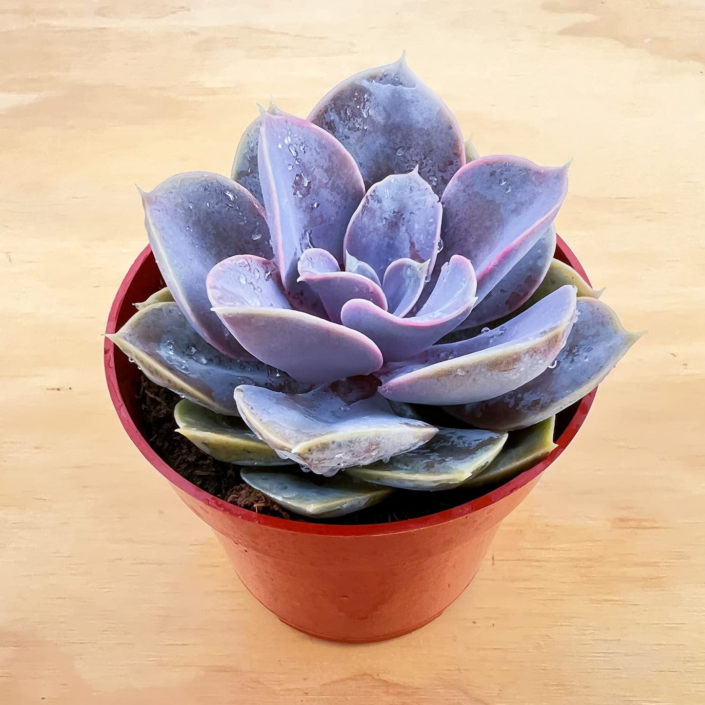 Sprout N Green 4'' Sedum lucidum Obesum, Live Succulent Fully Rooted in Pots with Soil Mix, Rare House Plant for Home Office Indoor Outdoor Wedding Decor, DIY Projects, Party Favor