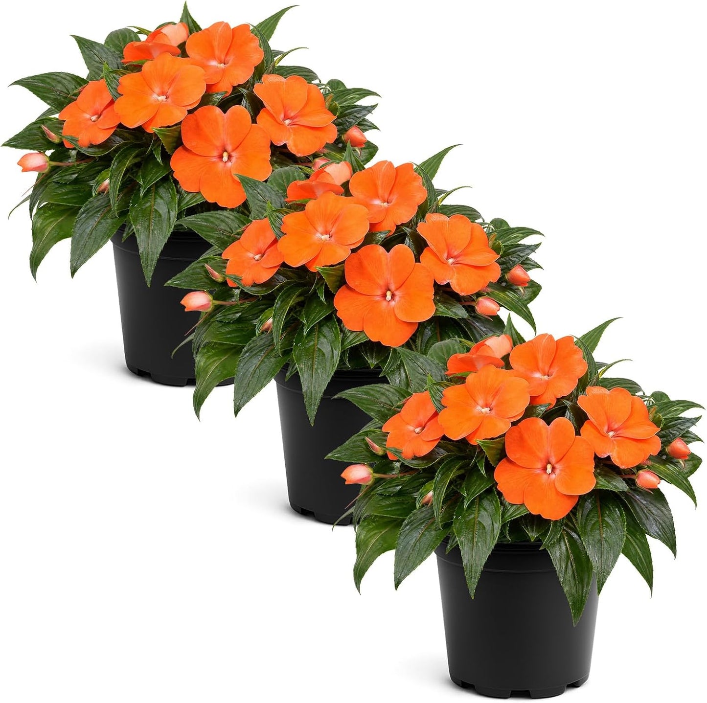 Live Flowering New Guinea Impatiens - Grower's Choice Assorted Colors (3 Plants Per Pack) - Beautiful Shade Flowers - 12" Tall by 5" Wide in 1 Qt Pot