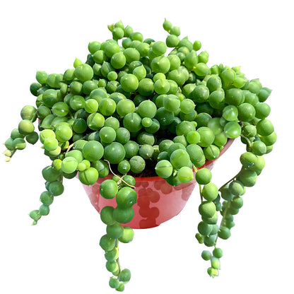 Sprout N Green 4'' Sedum lucidum Obesum, Live Succulent Fully Rooted in Pots with Soil Mix, Rare House Plant for Home Office Indoor Outdoor Wedding Decor, DIY Projects, Party Favor