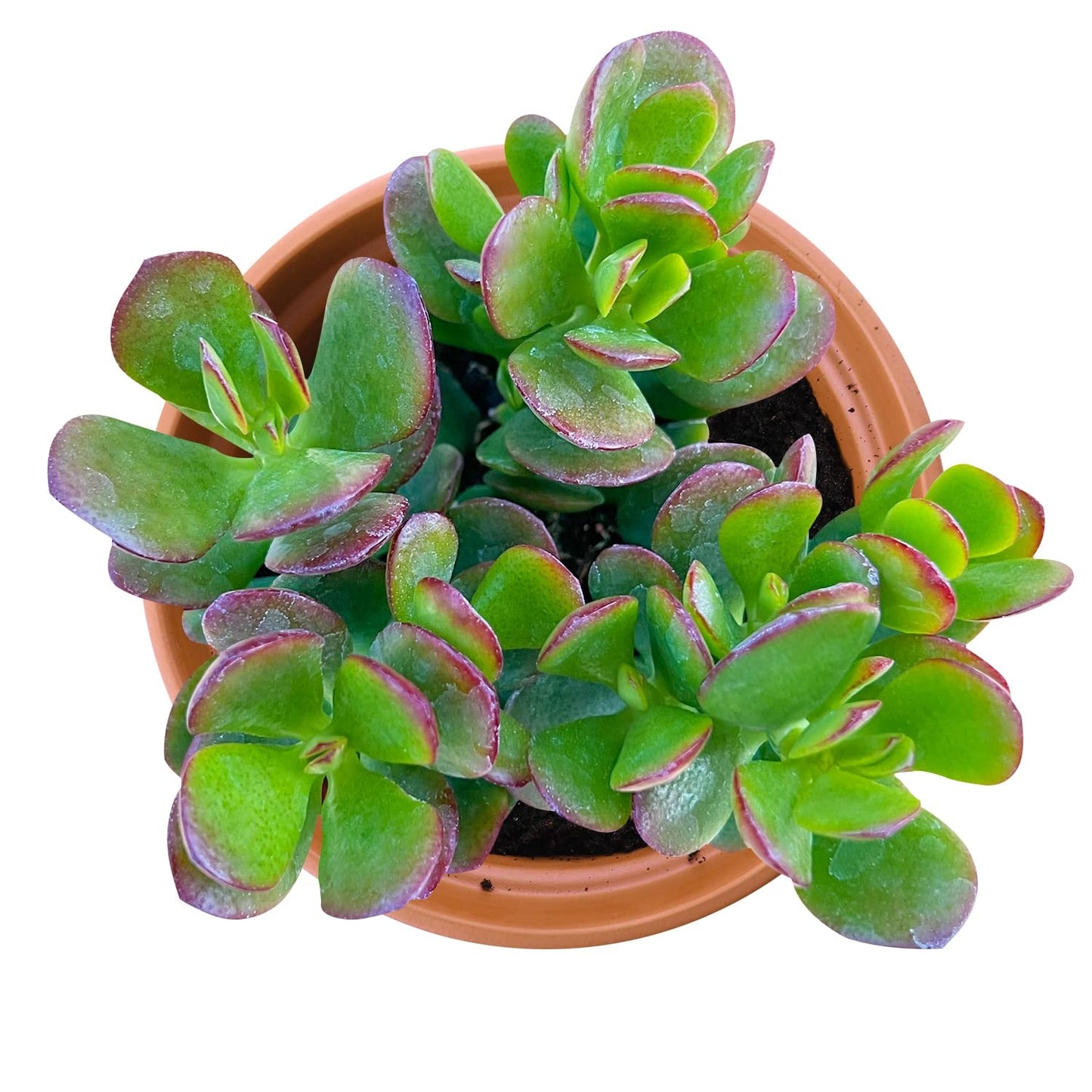 Othonna Capensis Ruby Necklace Live Succulent Plant (4-inch), Fully Rooted Trailing Houseplant for Hanging Baskets, Low Maintenance Home & Office Decor, Ideal Gift for Plant Lovers