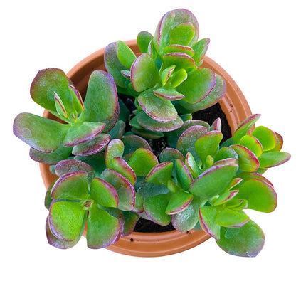 Othonna Capensis Ruby Necklace Live Succulent Plant (4-inch), Fully Rooted Trailing Houseplant for Hanging Baskets, Low Maintenance Home & Office Decor, Ideal Gift for Plant Lovers