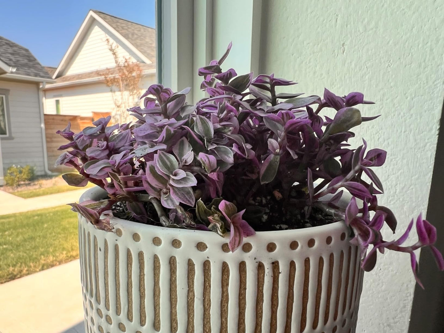 Sprout N Green 4'' Sedum lucidum Obesum, Live Succulent Fully Rooted in Pots with Soil Mix, Rare House Plant for Home Office Indoor Outdoor Wedding Decor, DIY Projects, Party Favor