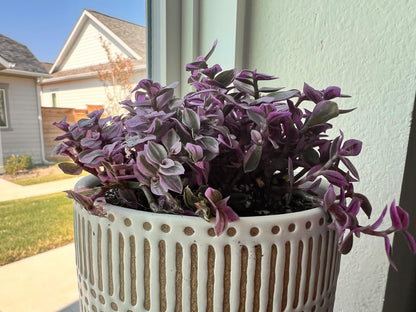 Sprout N Green 4'' Sedum lucidum Obesum, Live Succulent Fully Rooted in Pots with Soil Mix, Rare House Plant for Home Office Indoor Outdoor Wedding Decor, DIY Projects, Party Favor