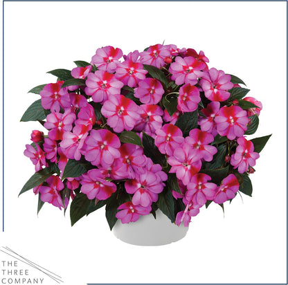 Live Flowering New Guinea Impatiens - Grower's Choice Assorted Colors (3 Plants Per Pack) - Beautiful Shade Flowers - 12" Tall by 5" Wide in 1 Qt Pot