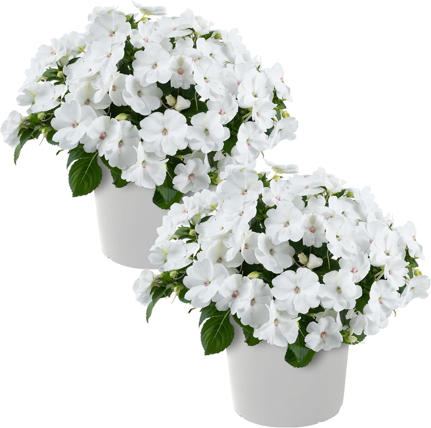 Live Flowering New Guinea Impatiens - Grower's Choice Assorted Colors (3 Plants Per Pack) - Beautiful Shade Flowers - 12" Tall by 5" Wide in 1 Qt Pot