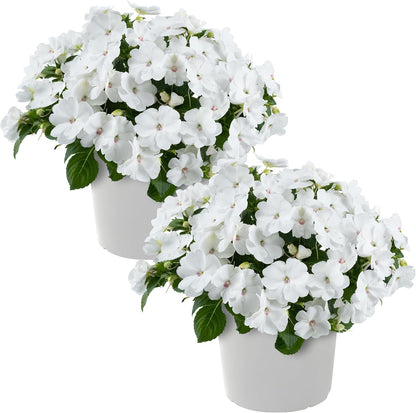Live Flowering New Guinea Impatiens - Grower's Choice Assorted Colors (3 Plants Per Pack) - Beautiful Shade Flowers - 12" Tall by 5" Wide in 1 Qt Pot