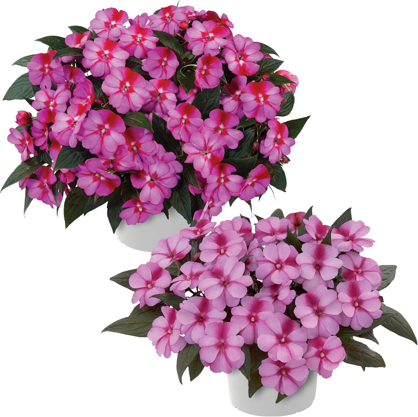 Live Flowering New Guinea Impatiens - Grower's Choice Assorted Colors (3 Plants Per Pack) - Beautiful Shade Flowers - 12" Tall by 5" Wide in 1 Qt Pot