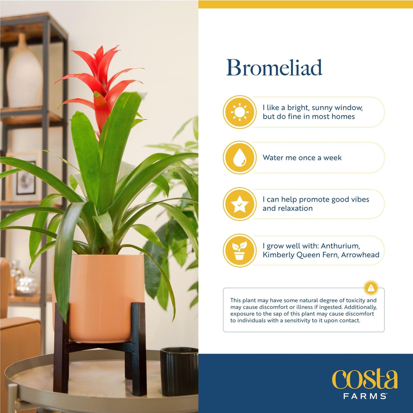 Costa Farms Bromeliad Live Plant in Decorative Pot, Flowering Indoor Houseplant, Perfect for Home, Room, or Office Decor, Great House Warming or Birthday Gift, 16-20 Inches Tall