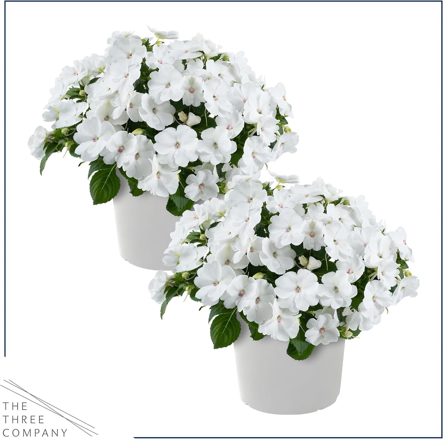 Live Flowering New Guinea Impatiens - Grower's Choice Assorted Colors (3 Plants Per Pack) - Beautiful Shade Flowers - 12" Tall by 5" Wide in 1 Qt Pot