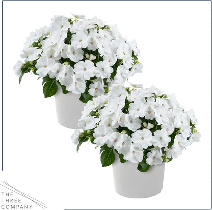 Live Flowering New Guinea Impatiens - Grower's Choice Assorted Colors (3 Plants Per Pack) - Beautiful Shade Flowers - 12" Tall by 5" Wide in 1 Qt Pot