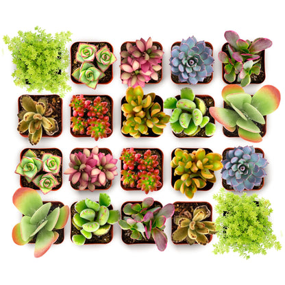 Shop Succulents Endless Summer Succulent Pack Collection - Live Mini Succulent Plants, Low Maintenance, Colors & Textures - Wedding and Party Favors, Gift & Garden, Pack of 12