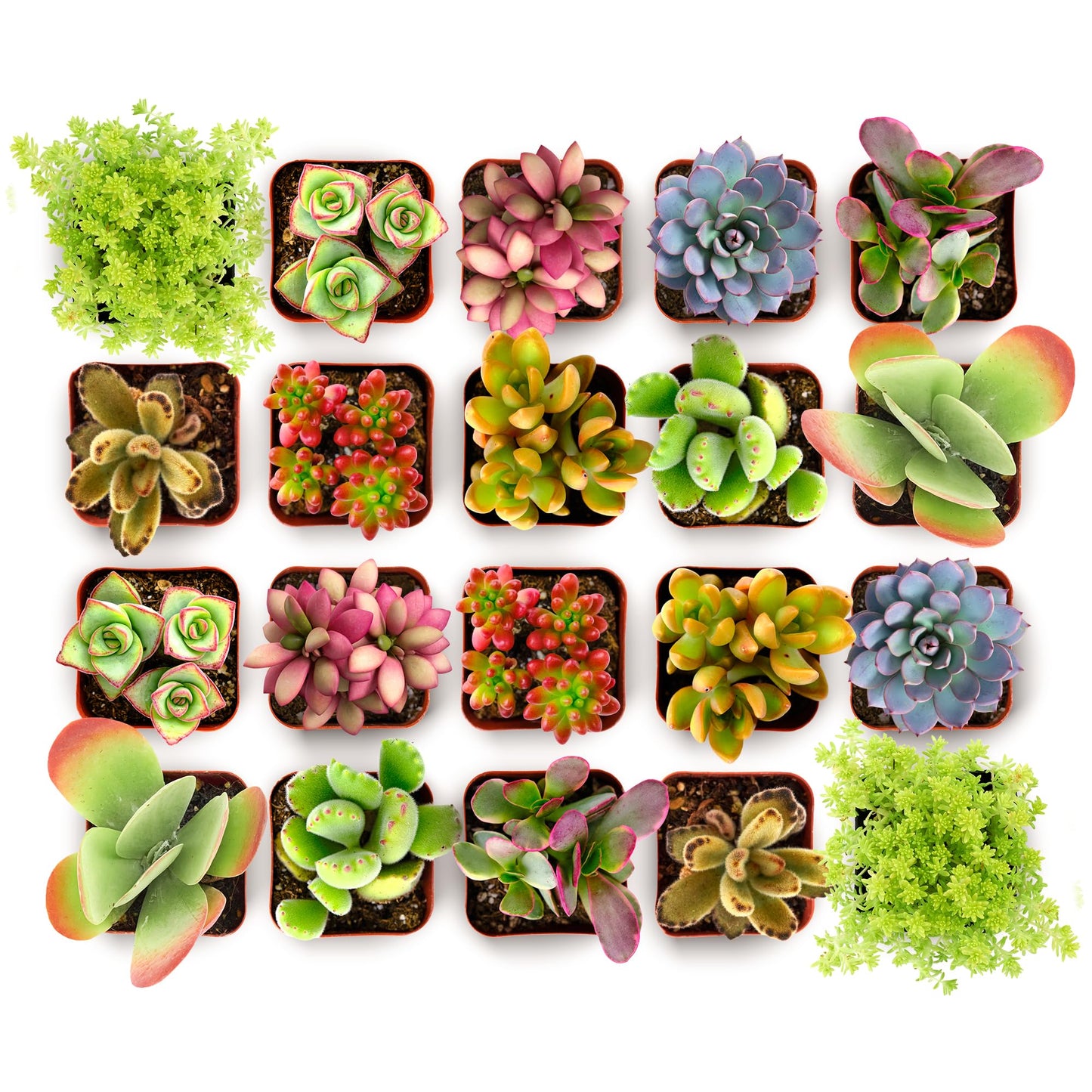 Shop Succulents Endless Summer Succulent Pack Collection - Live Mini Succulent Plants, Low Maintenance, Colors & Textures - Wedding and Party Favors, Gift & Garden, Pack of 12