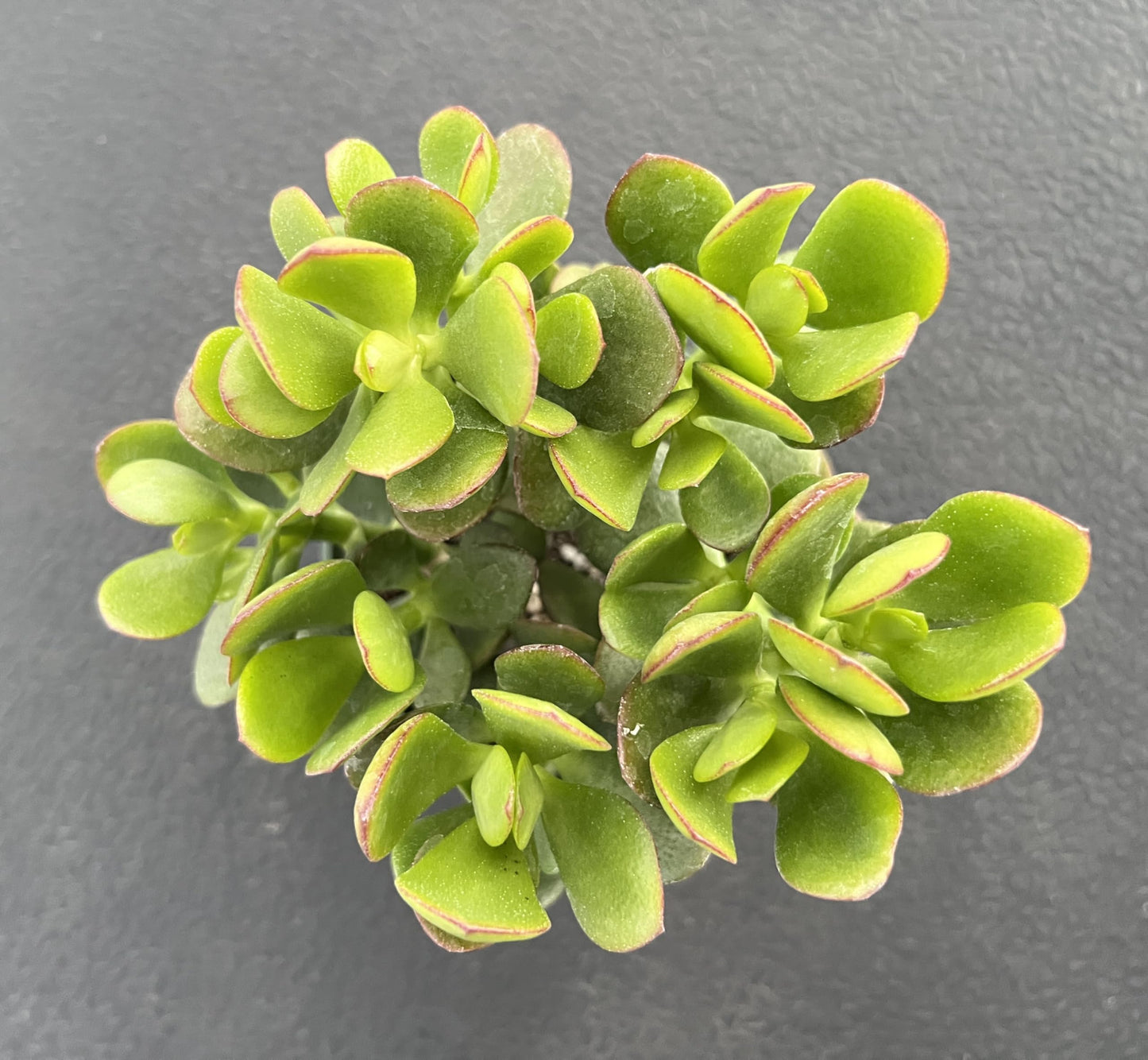 Sprout N Green 4'' Sedum lucidum Obesum, Live Succulent Fully Rooted in Pots with Soil Mix, Rare House Plant for Home Office Indoor Outdoor Wedding Decor, DIY Projects, Party Favor