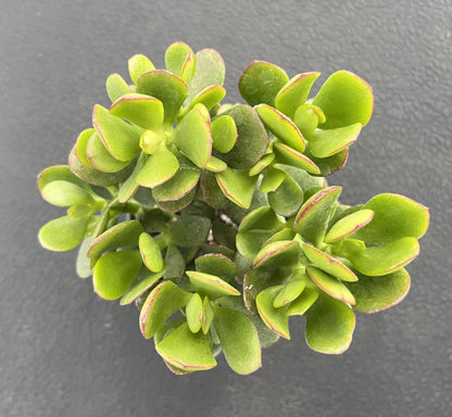 Sprout N Green 4'' Sedum lucidum Obesum, Live Succulent Fully Rooted in Pots with Soil Mix, Rare House Plant for Home Office Indoor Outdoor Wedding Decor, DIY Projects, Party Favor