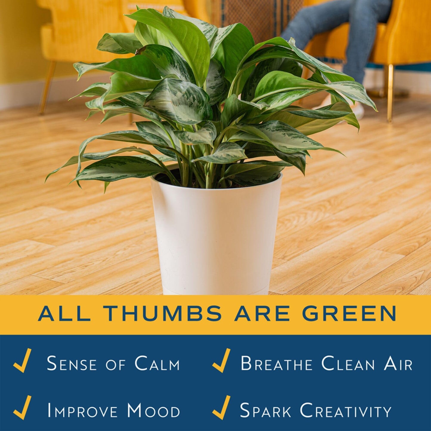 Costa Farms Chinese Evergreen Live Plant in Decorative Pot, Easy to Maintain, Air Purifying Indoor Houseplant, Home, Room, or Office Decor, House Warming or Birthday Gift, 12-18 Inches Tall