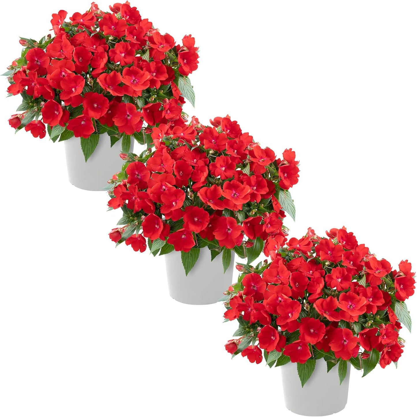 Live Flowering New Guinea Impatiens - Grower's Choice Assorted Colors (3 Plants Per Pack) - Beautiful Shade Flowers - 12" Tall by 5" Wide in 1 Qt Pot