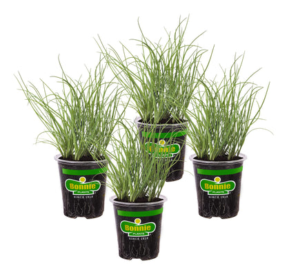Bonnie Plants Pineapple Sage - 4 Pack Live Plants, Perennial In Zones 8 - 10, 3 - 4 Ft Tall Plants, Garnish, Teas & Flower Arrangements
